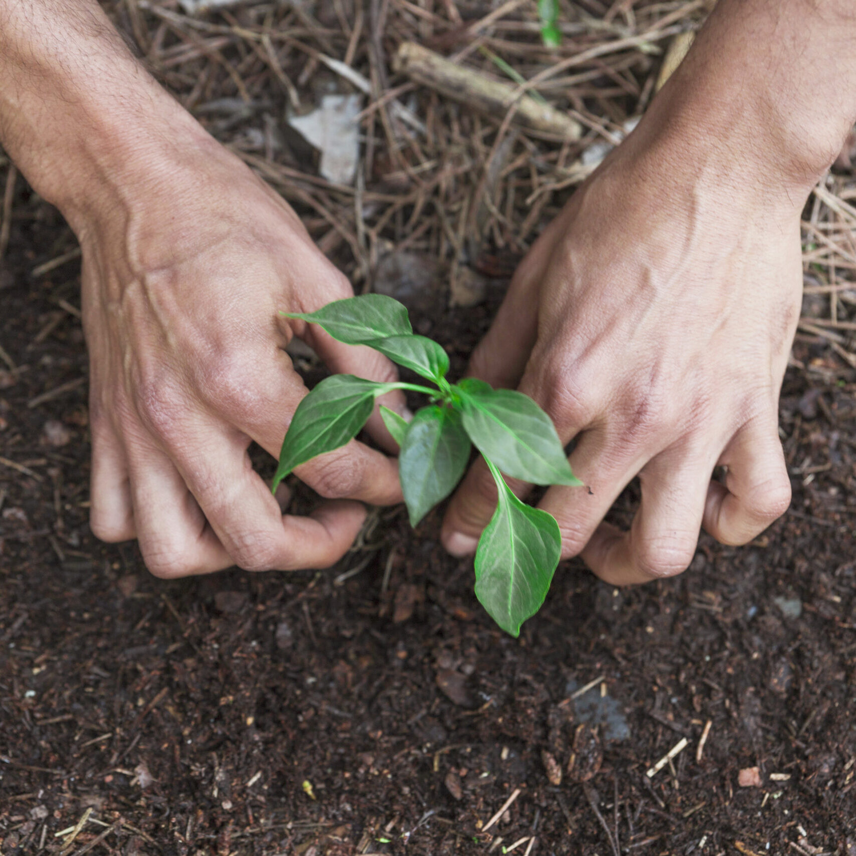 crop-hands-putting-sprout-soil