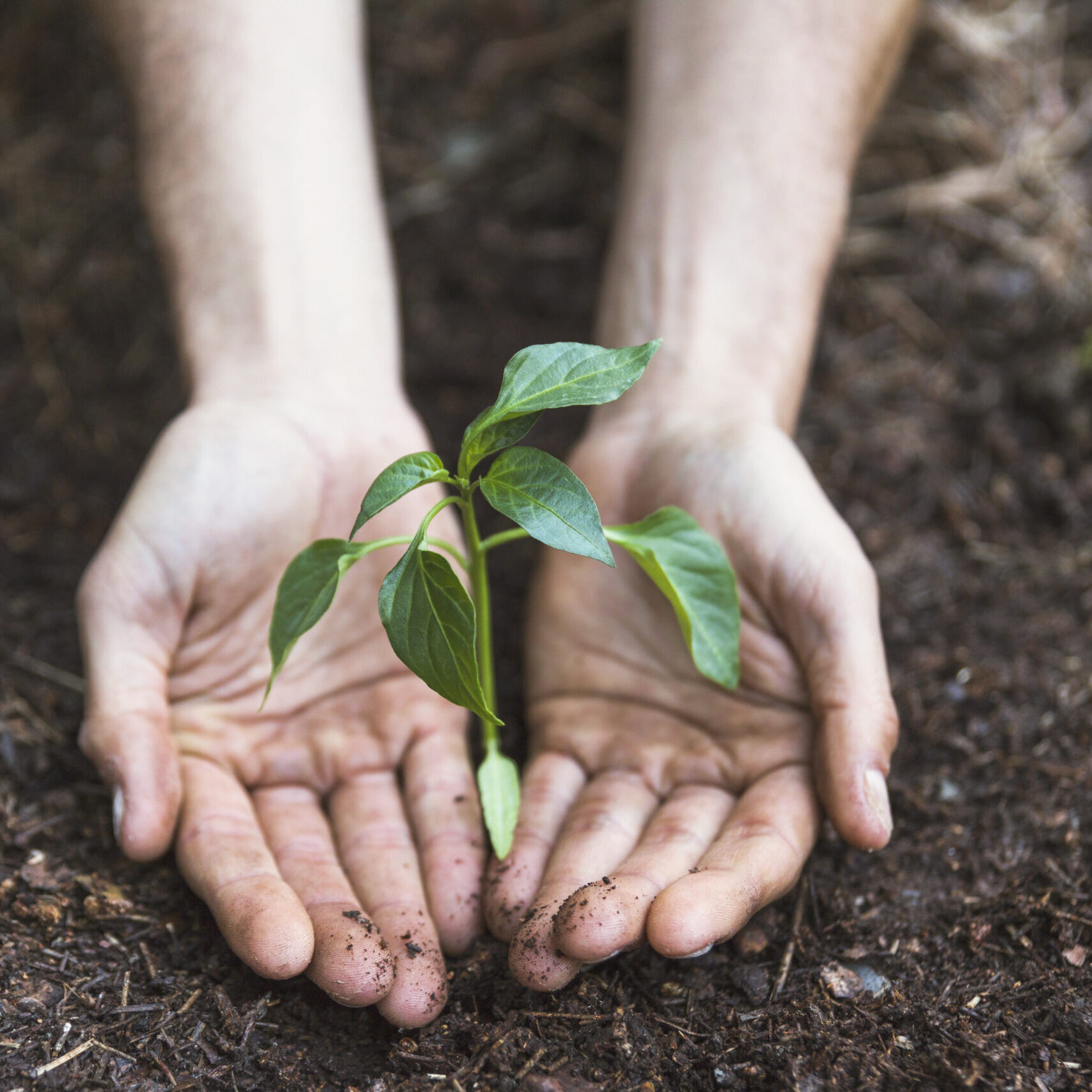 hands-protecting-plant